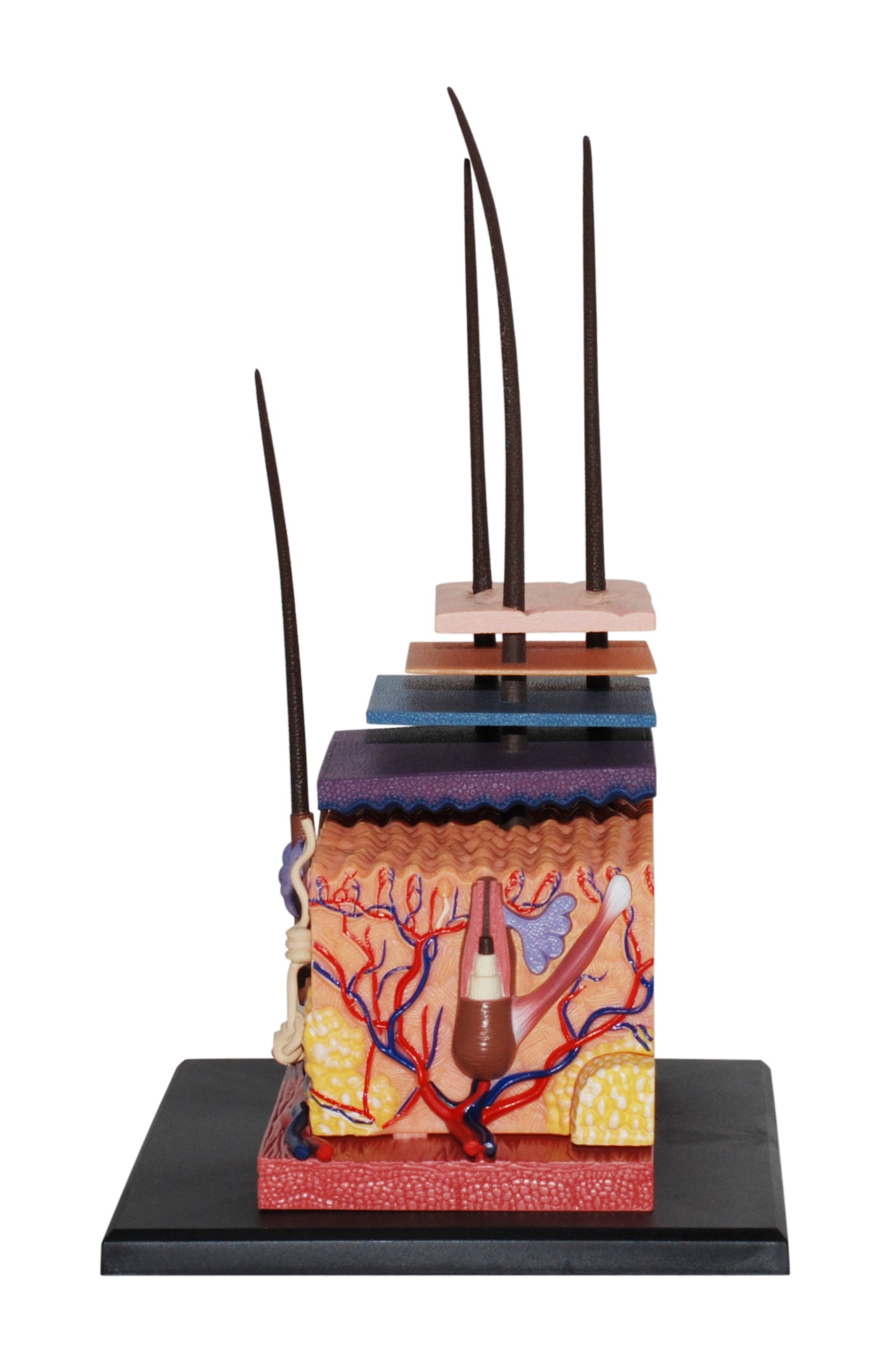 4D MASTERS 4D HUMAN ANATOMY - SKIN SECTION MODEL