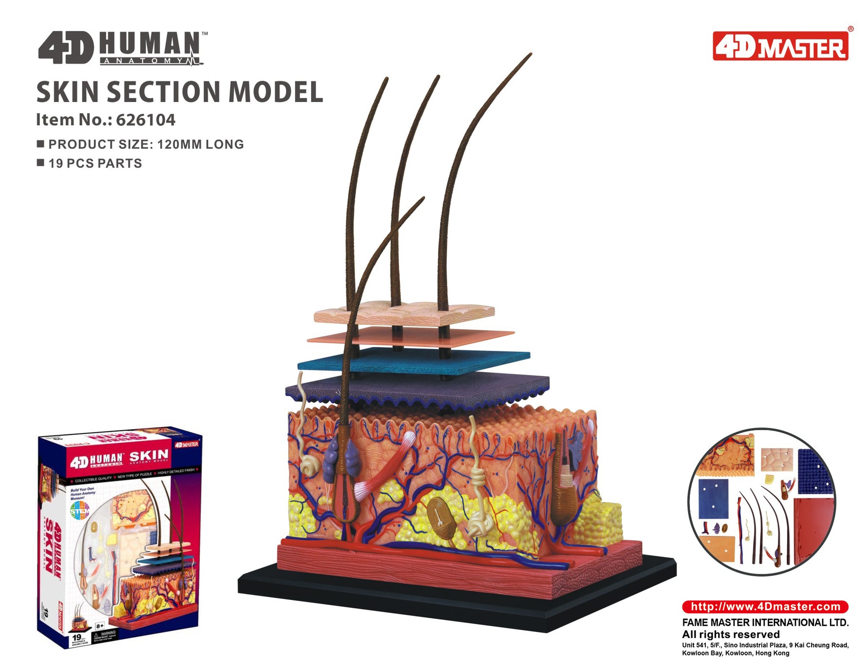 4D MASTERS 4D HUMAN ANATOMY - SKIN SECTION MODEL