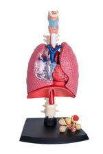 4D MASTERS 4D HUMAN ANATOMY - RESPIRATORY SYSTEM