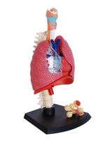 4D MASTERS 4D HUMAN ANATOMY - RESPIRATORY SYSTEM