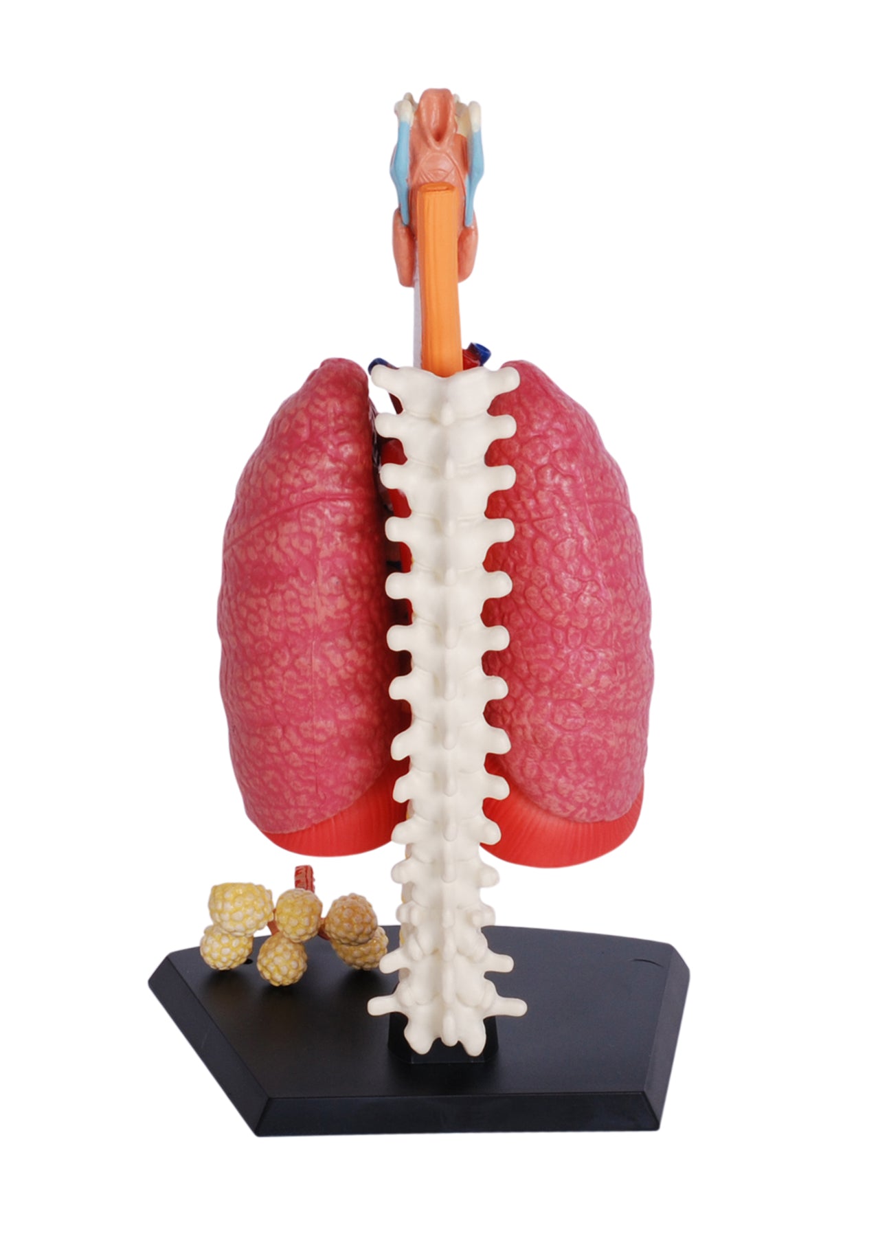 4D MASTERS 4D HUMAN ANATOMY - RESPIRATORY SYSTEM