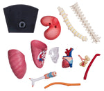 4D MASTERS 4D HUMAN ANATOMY - RESPIRATORY SYSTEM